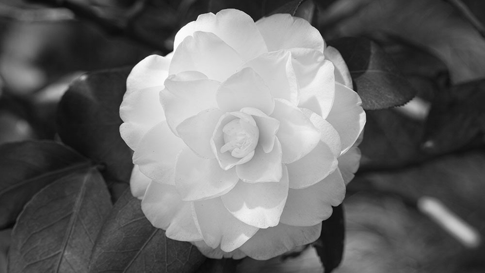 Mademoiselle Chanel