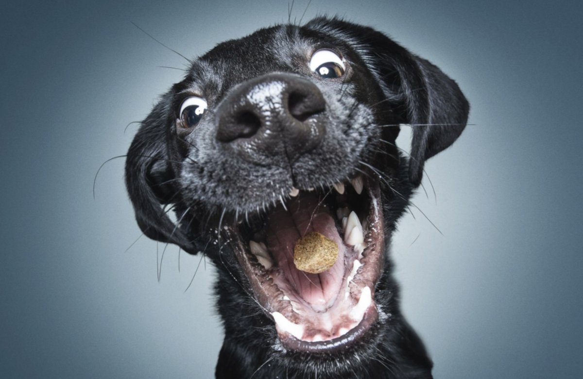 For Dog Lovers
